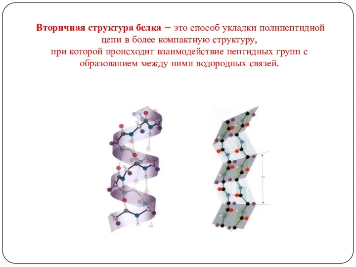 Вторичная структура белка – это способ укладки полипептидной цепи в более