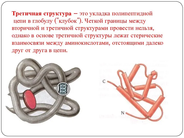 Третичная структура – это укладка полипептидной цепи в глобулу ("клубок"). Четкой