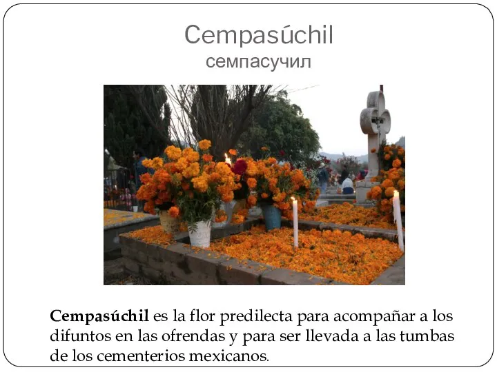 Cempasúchil семпасучил Cempasúchil es la flor predilecta para acompañar a los