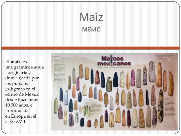 Maíz маис El maíz, es una gramínea anual originaria y domesticada