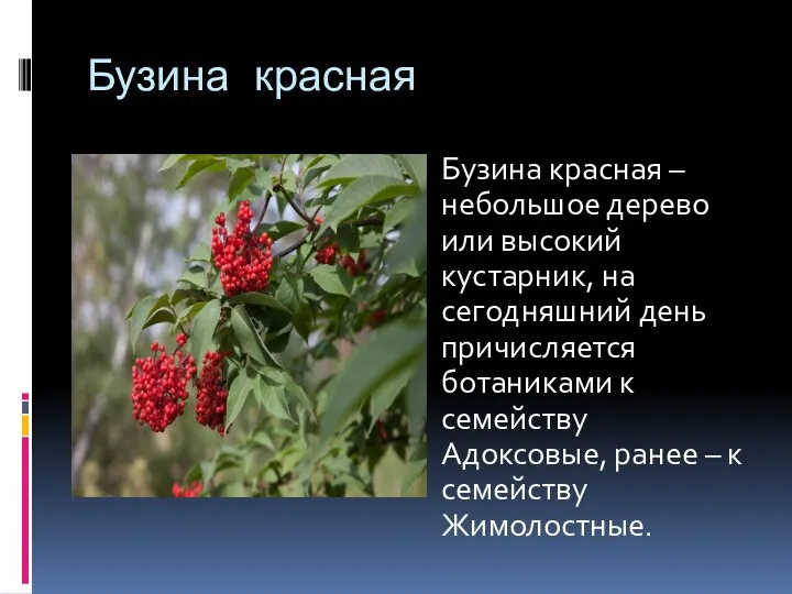 Бузина красная Бузина красная – небольшое дерево или высокий кустарник, на