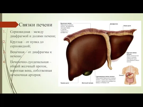 Связки печени Серповидная – между диафрагмой и долями печени; Круглая –