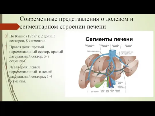 Современные представления о долевом и сегментарном строении печени По Куино (1957г.):