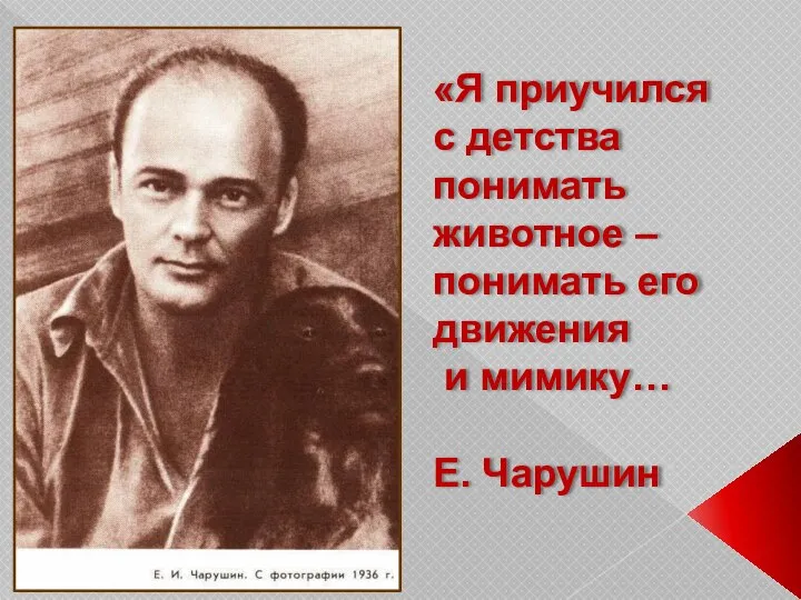 «Я приучился с детства понимать животное – понимать его движения и мимику… Е. Чарушин