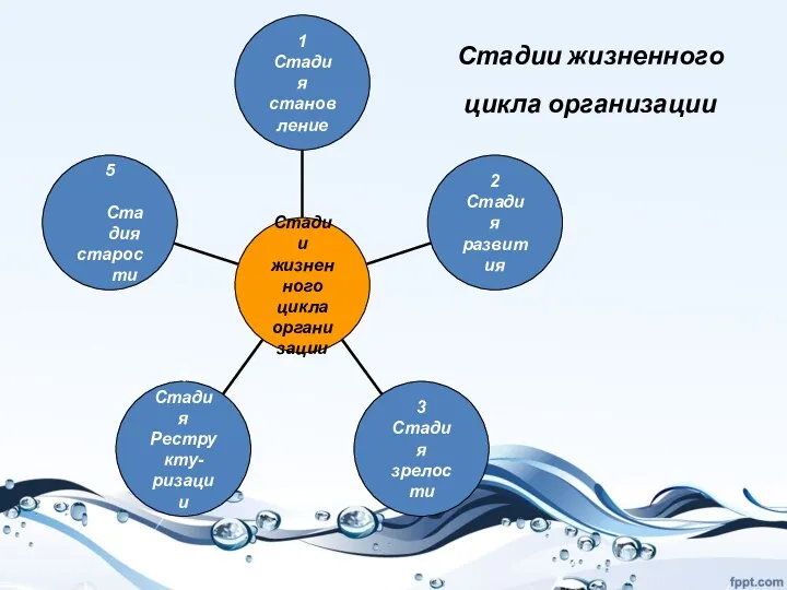 Стадии жизненного цикла организации