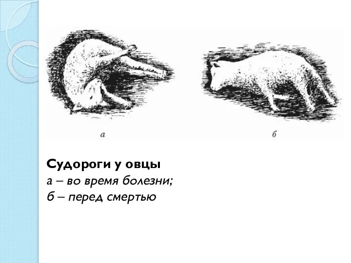 Судороги у овцы а – во время болезни; б – перед смертью