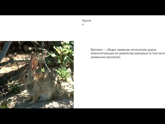 Кролик Кро́лики — общее название нескольких родов млекопитающих из семейства зайцевых