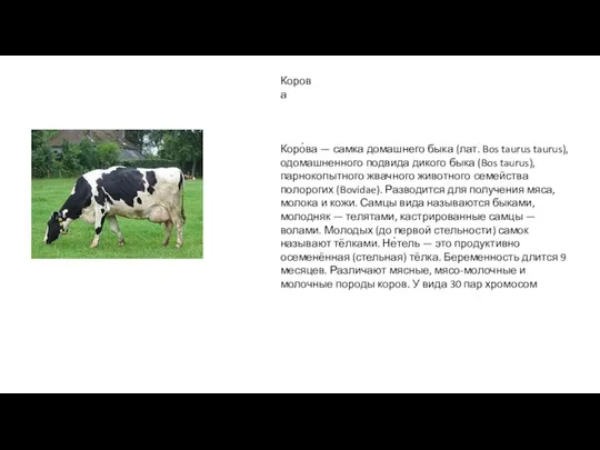 Корова Коро́ва — самка домашнего быка (лат. Bos taurus taurus), одомашненного