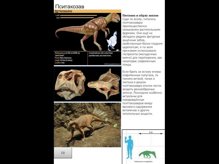 13 Питание и образ жизни Судя по всему, питались пситтакозавры преимущественно