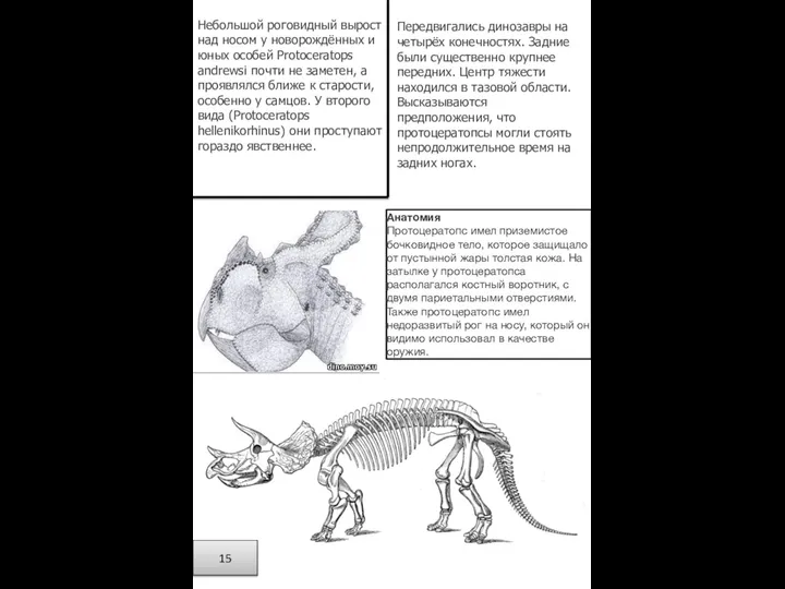 Небольшой роговидный вырост над носом у новорождённых и юных особей Protoceratops