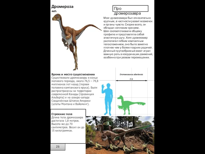 Дромерозавр Время и место существования Существовали дромеозавры в конце мелового периода,
