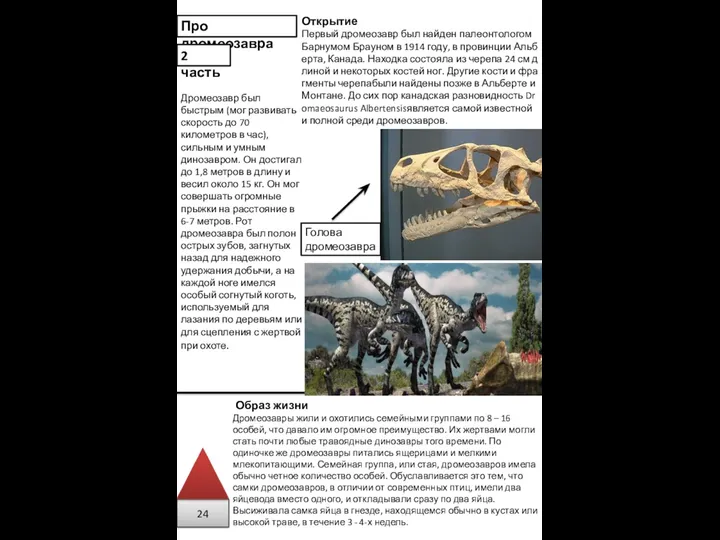 Образ жизни Дромеозавры жили и охотились семейными группами по 8 –