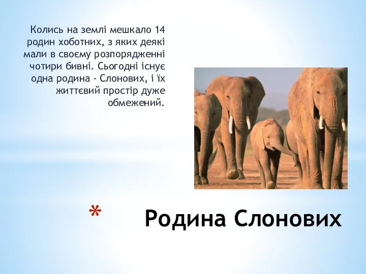 Родина Слонових Колись на землі мешкало 14 родин хоботних, з яких