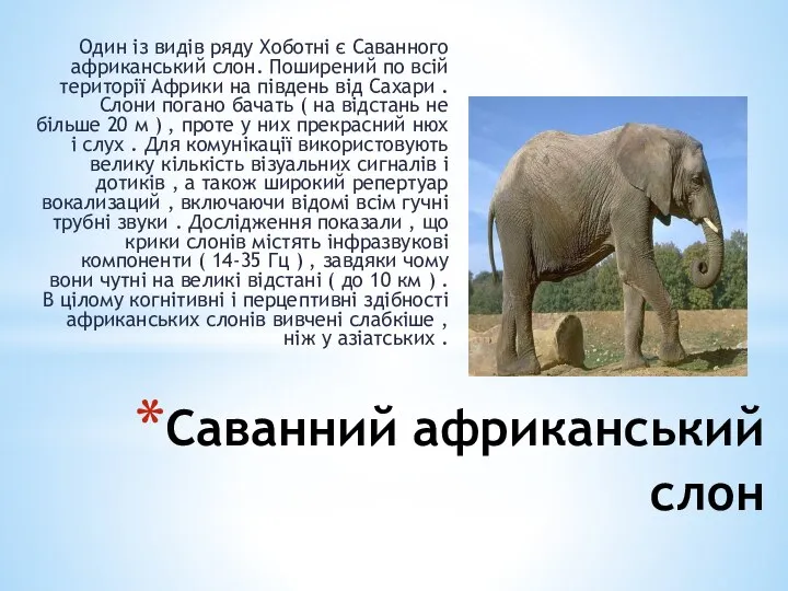 Саванний африканський слон Один із видів ряду Хоботні є Саванного африканський