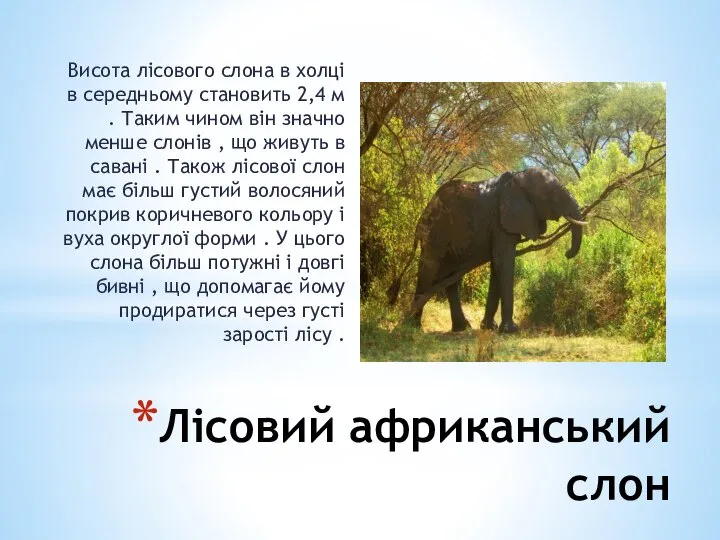 Лісовий африканський слон Висота лісового слона в холці в середньому становить
