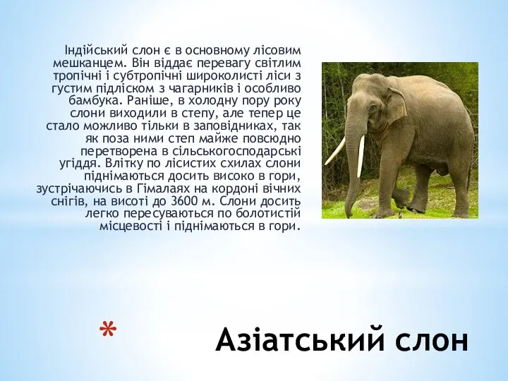 Азіатський слон Індійський слон є в основному лісовим мешканцем. Він віддає