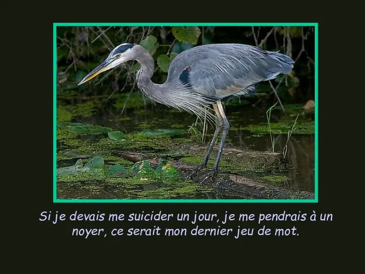 Si je devais me suicider un jour, je me pendrais à