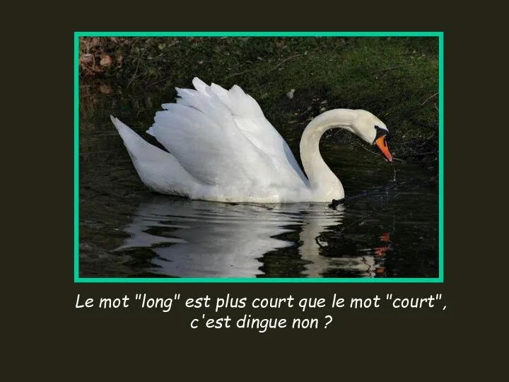 Le mot "long" est plus court que le mot "court", c'est dingue non ?