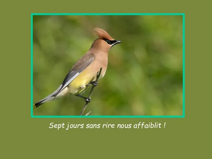 Sept jours sans rire nous affaiblit !