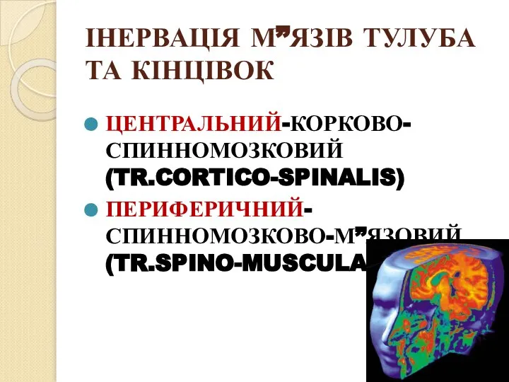 ІНЕРВАЦІЯ М”ЯЗІВ ТУЛУБА ТА КІНЦІВОК ЦЕНТРАЛЬНИЙ-КОРКОВО-СПИННОМОЗКОВИЙ(TR.CORTICO-SPINALIS) ПЕРИФЕРИЧНИЙ-СПИННОМОЗКОВО-М”ЯЗОВИЙ(TR.SPINO-MUSCULARIS)