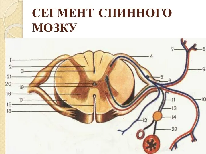 СЕГМЕНТ СПИННОГО МОЗКУ