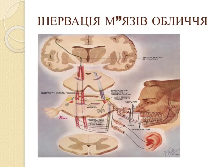 ІНЕРВАЦІЯ М”ЯЗІВ ОБЛИЧЧЯ