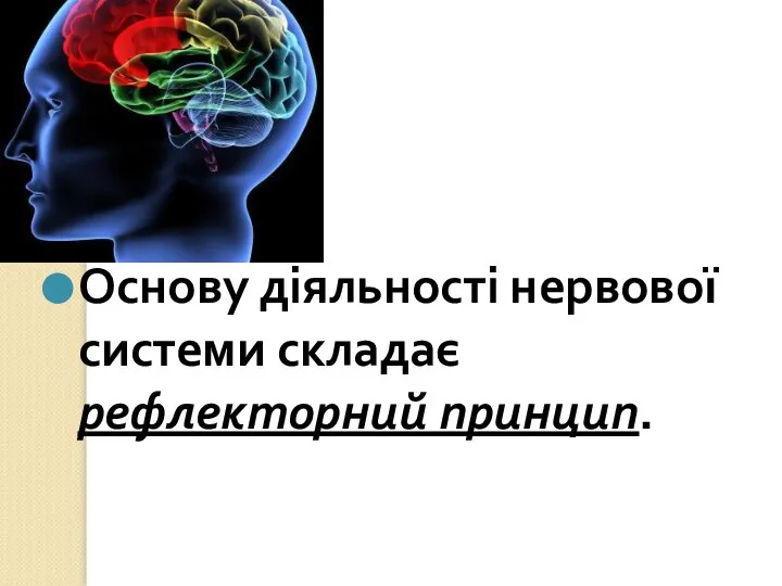 Основу діяльності нервової системи складає рефлекторний принцип.