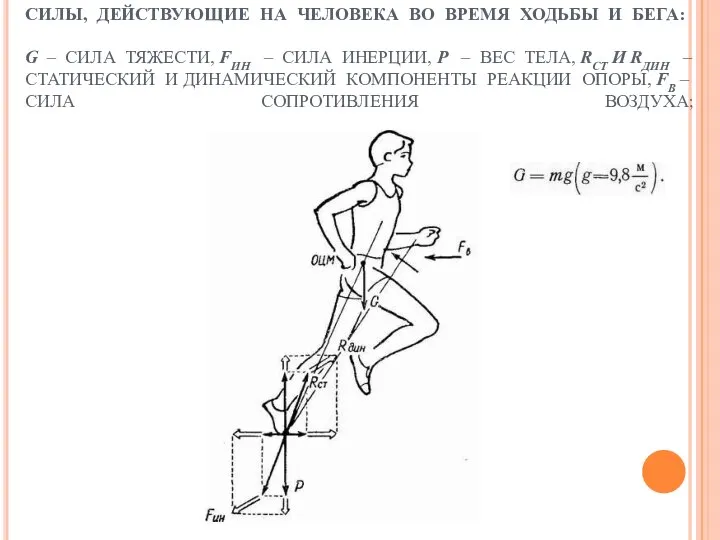 СИЛЫ, ДЕЙСТВУЮЩИЕ НА ЧЕЛОВЕКА ВО ВРЕМЯ ХОДЬБЫ И БЕГА: G –