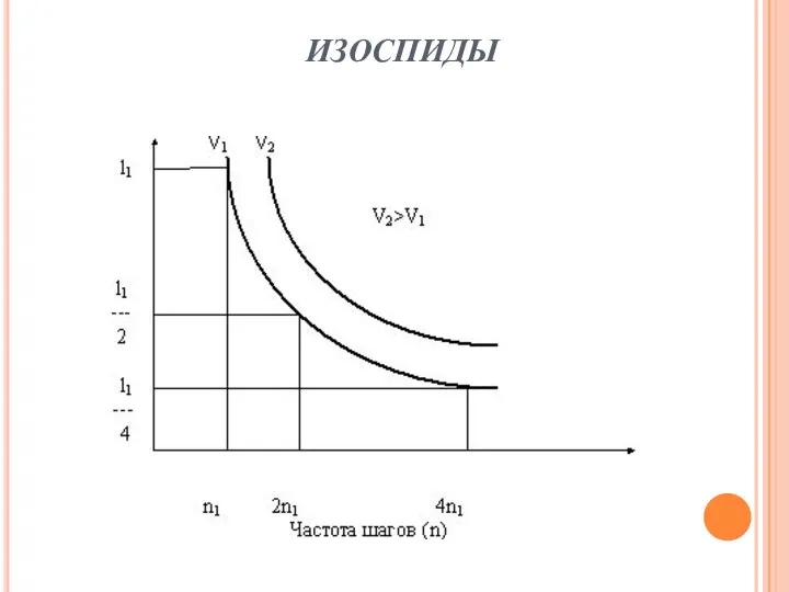 ИЗОСПИДЫ