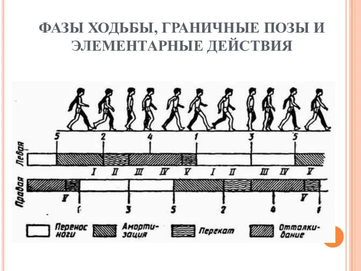 ФАЗЫ ХОДЬБЫ, ГРАНИЧНЫЕ ПОЗЫ И ЭЛЕМЕНТАРНЫЕ ДЕЙСТВИЯ