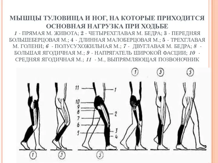 МЫШЦЫ ТУЛОВИЩА И НОГ, НА КОТОРЫЕ ПРИХОДИТСЯ ОСНОВНАЯ НАГРУЗКА ПРИ ХОДЬБЕ