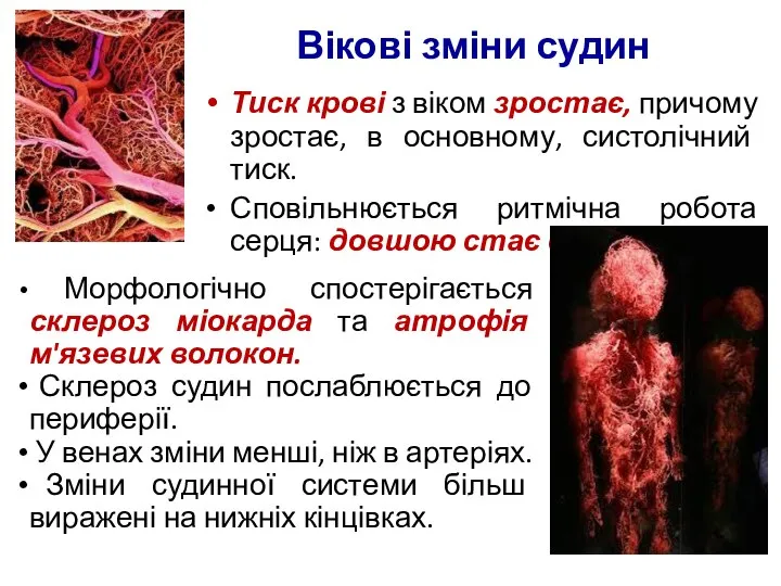 Тиск крові з віком зростає, причому зростає, в основному, систолічний тиск.