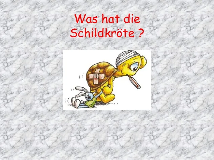 Was hat die Schildkröte ?