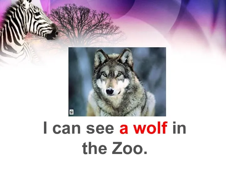 I can see a wolf in the Zoo.