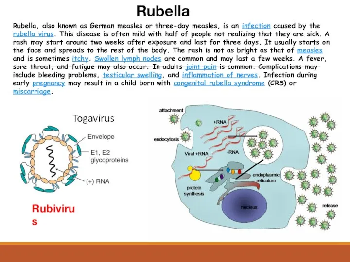 Rubella Rubivirus Rubella, also known as German measles or three-day measles,