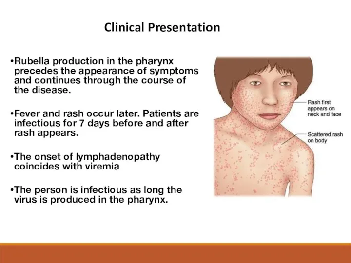 Rubella production in the pharynx precedes the appearance of symptoms and