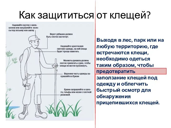 Как защититься от клещей? Выходя в лес, парк или на любую