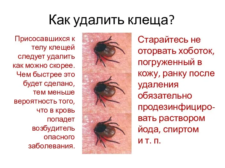 Как удалить клеща? Старайтесь не оторвать хоботок, погруженный в кожу, ранку