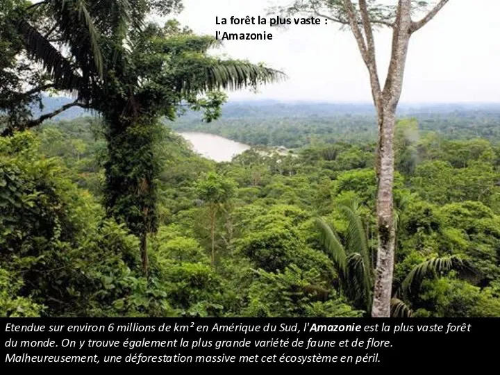 La forêt la plus vaste : l'Amazonie Etendue sur environ 6