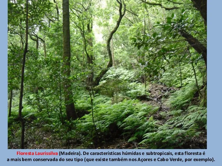 Floresta Laurissilva (Madeira). De características húmidas e subtropicais, esta floresta é