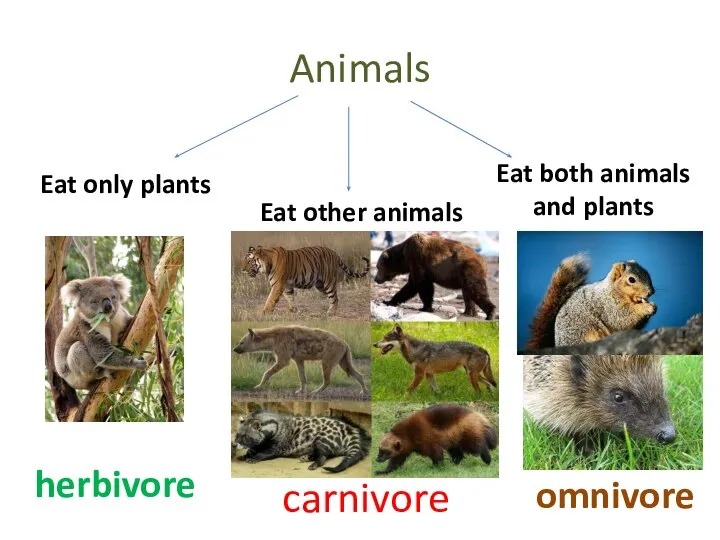 Animals Eat only plants Eat other animals Eat both animals and plants herbivore carnivore omnivore