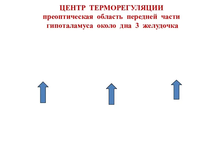 ЦЕНТР ТЕРМОРЕГУЛЯЦИИ преоптическая область передней части гипоталамуса около дна 3 желудочка