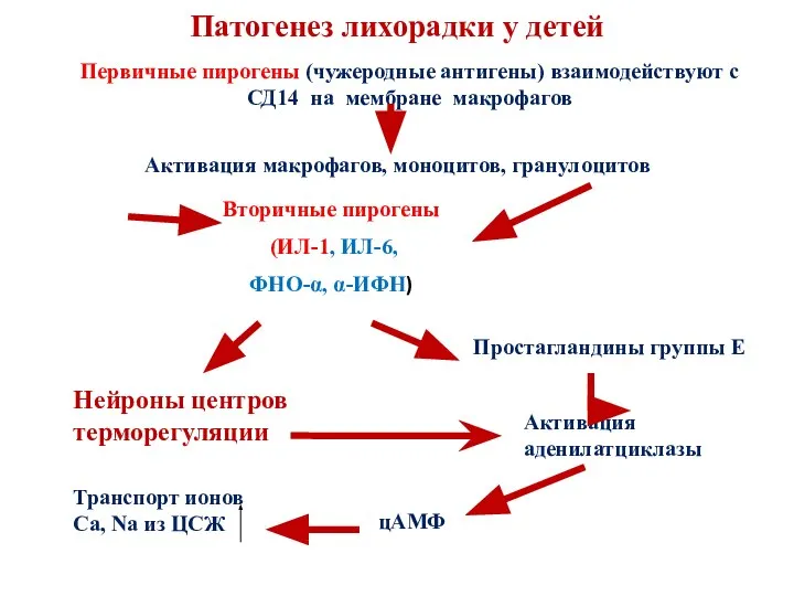 Патогенез лихорадки у детей Первичные пирогены (чужеродные антигены) взаимодействуют с СД14