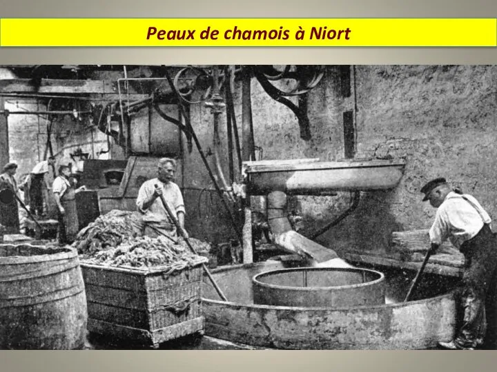 Peaux de chamois à Niort