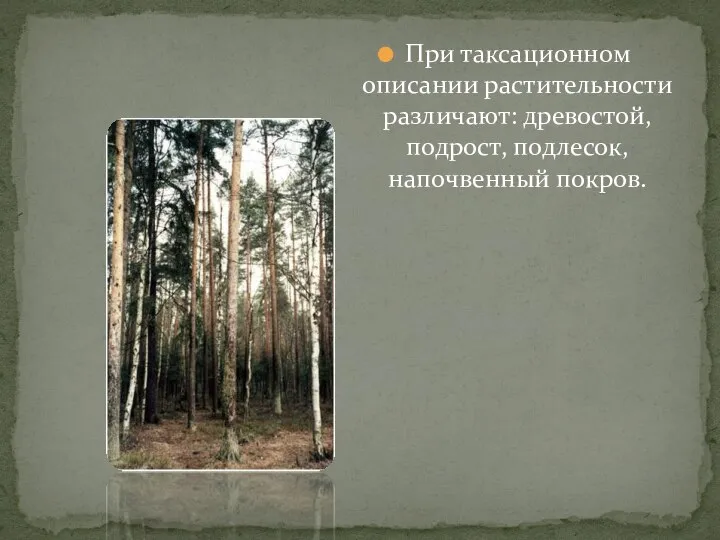 При таксационном описании растительности различают: древостой, подрост, подлесок, напочвенный покров.