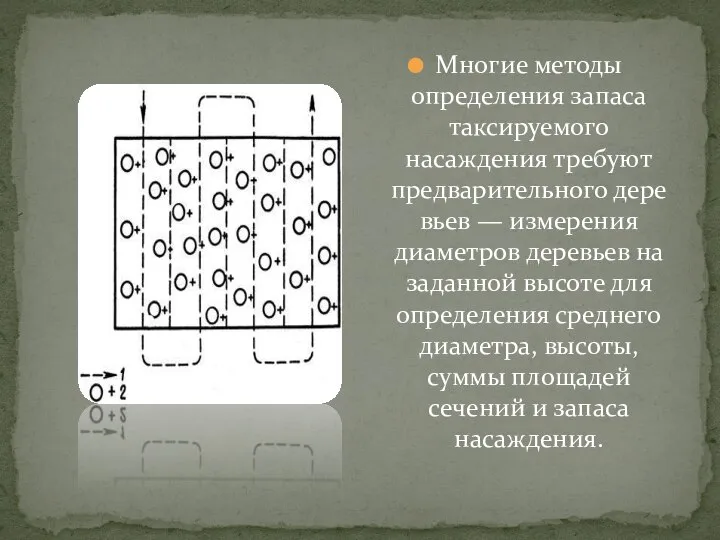 Многие методы определения запаса таксируемого насаждения требуют предварительного деревьев — измерения