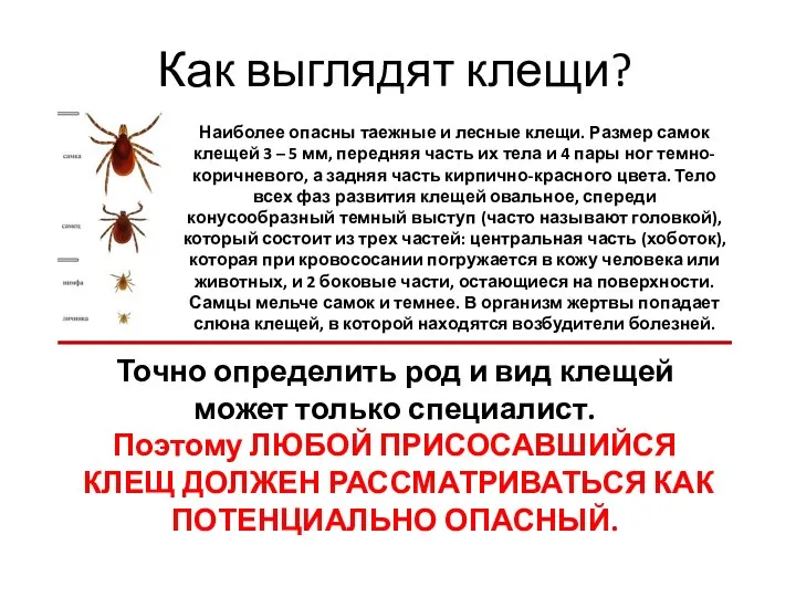 Как выглядят клещи? Наиболее опасны таежные и лесные клещи. Размер самок