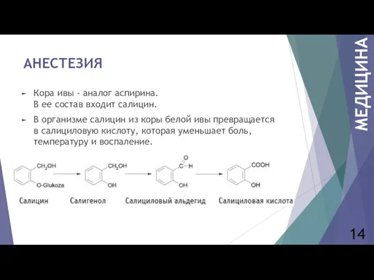 АНЕСТЕЗИЯ Кора ивы - аналог аспирина. В ее состав входит салицин.