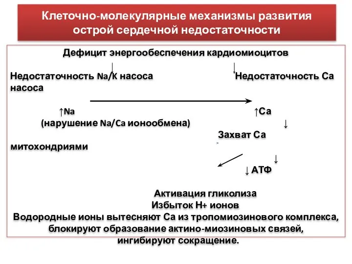 Клеточно-молекулярные механизмы развития острой сердечной недостаточности Дефицит энергообеспечения кардиомиоцитов Недостаточность Na/K