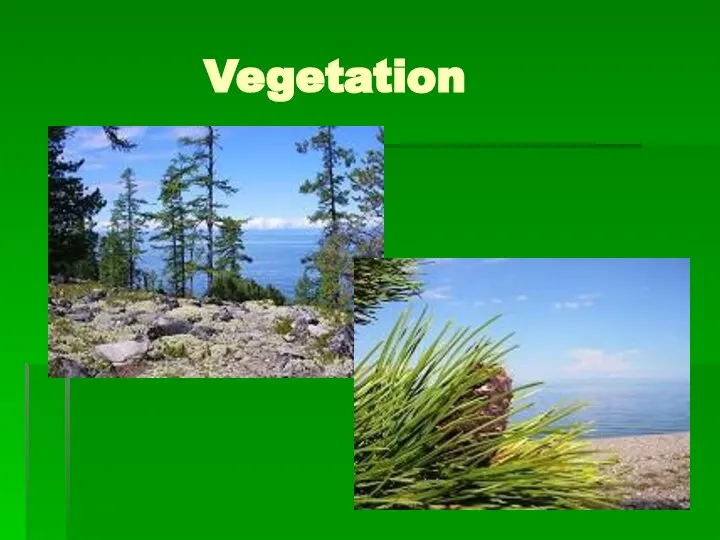 Vegetation